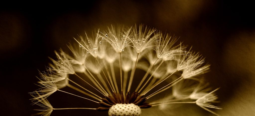 Pusteblume